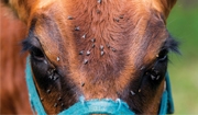 Equine Infectious Anemia (EIA)