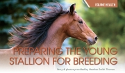 Preparing the Young Stallion for Breeding