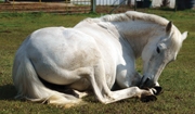 Diagnosing Colic
