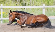Recurring Colic
