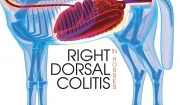 Right Dorsal Colitis in Horses
