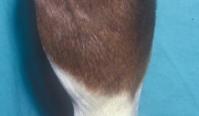 Splints In Horses
