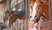 Stereotypies in Horses