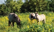 Plants Toxic to Horses
