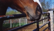 Warts and Sarcoid Tumors in Horses