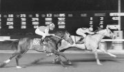Beduino, The Mystery Horse From Mexico