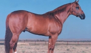 The Top Deck Sire Line - Mr Jess Perry