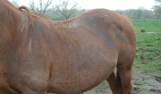 Winter Skin Problems in Horses