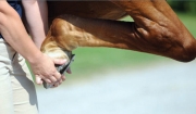 Lameness Evaluation