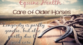 Equine Health: Care of Older Horses