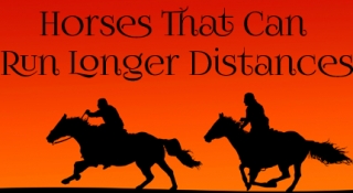 Horses That Can Run Longer Distances