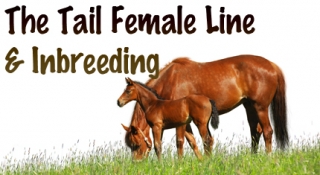 The Tail Female Line & Inbreeding