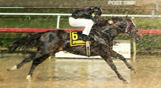 First Speedhorse Paint & Appaloosa Triple Crown Winner