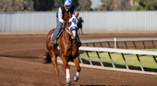 Bodacious Eagle Named 2018 AQHA Racing World Champion