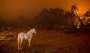 How Does Wildfire Smoke Affect Horse Health?