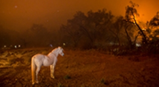 How Does Wildfire Smoke Affect Horse Health?