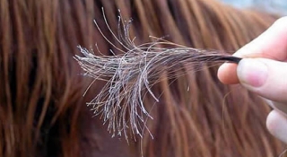 Remington Park Hair Testing Information