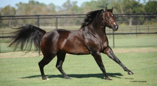 Hes Relentless Rising Star Sire Award Winner