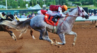 Supreme Race Horses