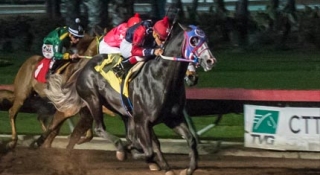 Champion 2-Year-Old Colt KVN Corona to Stand at Lazy E Ranch in 2019