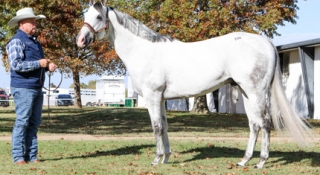 World Record Shattered at Heritage Place Fall Mixed Sale