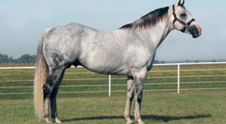 Champion Sire Mr Eye Opener Dies at 28 Years Old