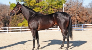 Graded Stakes Sire Rock Solid Jess Dies