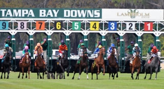 Tampa Bay Downs to Host Eight Quarter Horse Races
