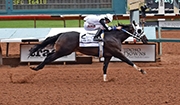 Two-Time Champion Uncle D Entering Stud at Lazy E Ranch