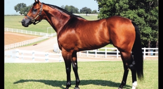 Champion Sire Volcom Euthanized