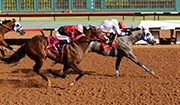 Louisiana Based Stallions Dominate All American Races