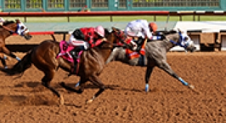 Louisiana Based Stallions Dominate All American Races