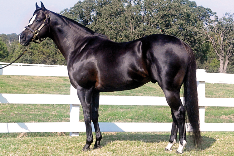 PYC Paint Your Wagon is the grand sire of  DTL Chasin Tale and sire of Wagon Tales.