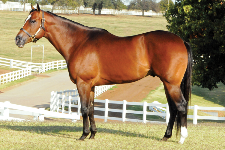 Wagon Tales, the sire of DTL Chasin Tale