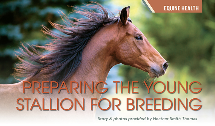 Breeding Young Stallions