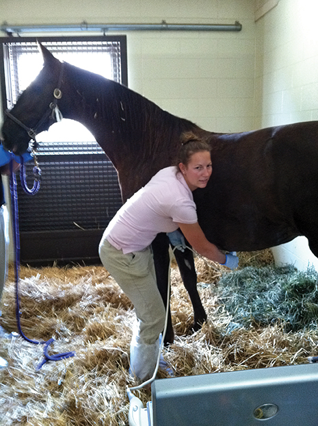 High risk pregnant mare receiving a transabdominal scan. 