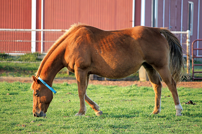 “Foals born at less than 320 days’ gestation are considered premature, and chances for survival decrease considerably if a foal comes earlier than 300 days.”