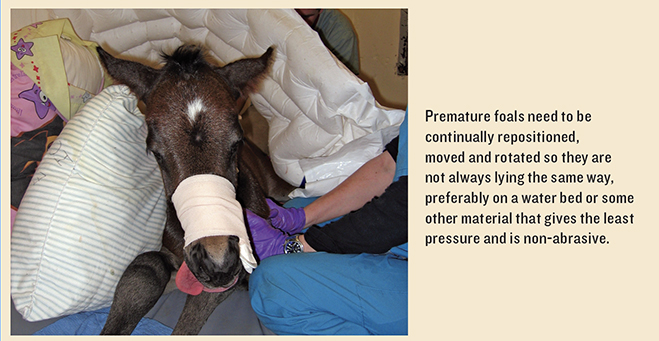 Premature Foal