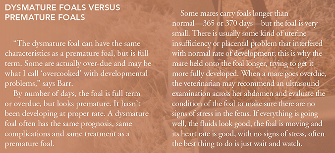 Dysmature Foals Versus Premature Foals