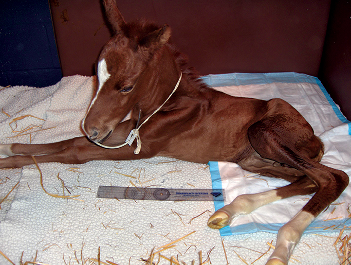 Premature Foal