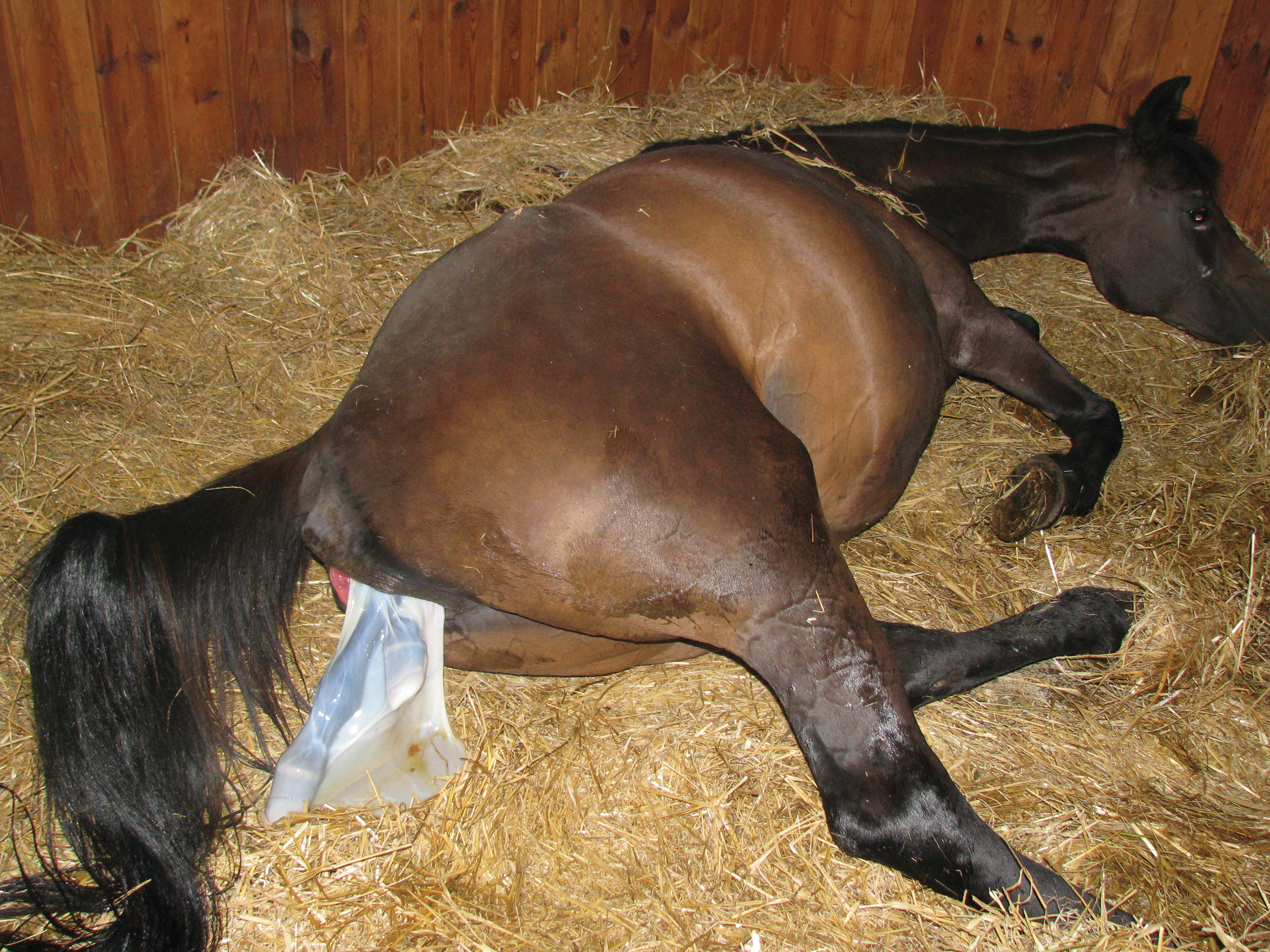 Bag mare on sale