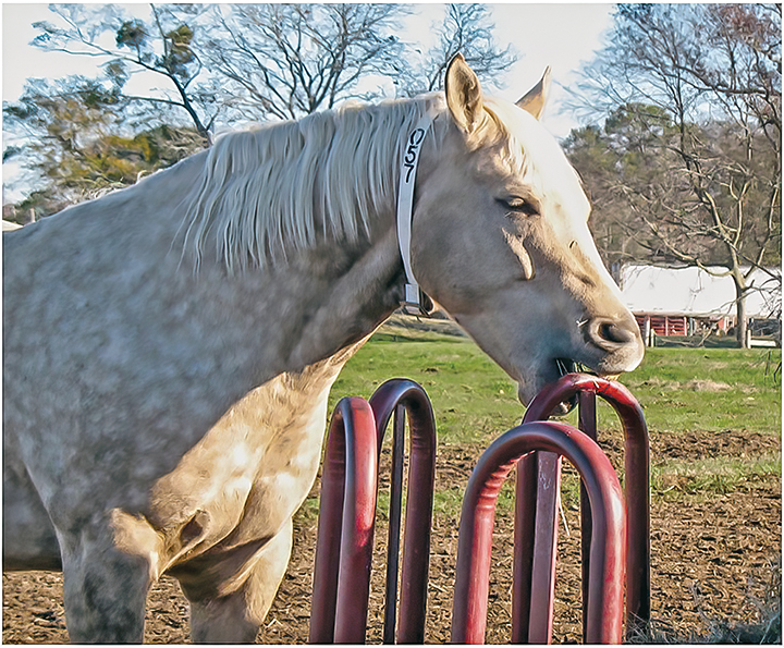 The act of cribbing or weaving causes a temporary sedating effect; the horse becomes addicted to his internal chemicals.