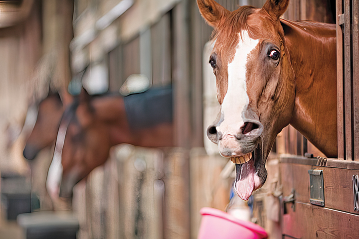 A stereotypy is a ritualistic and repetitive behavior that serves no known purpose that can be associated with a trigger such as feeding time. 