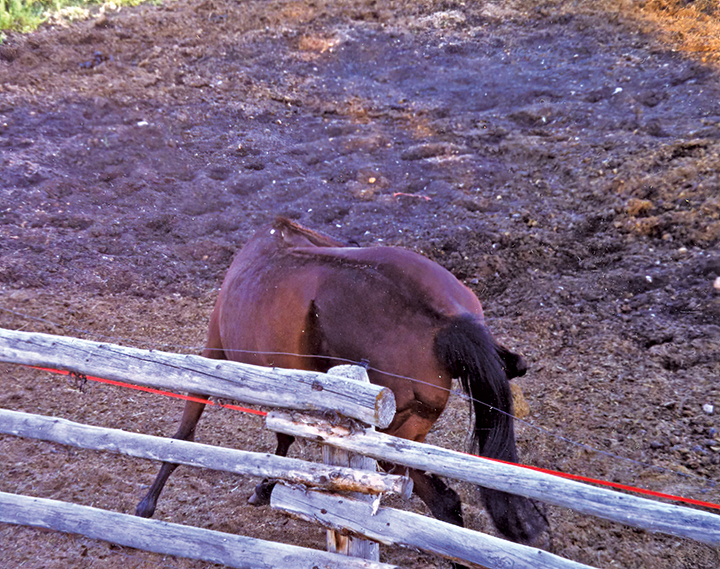 One of the most detrimental stereotypies in horses is self-mutilation when the horse bites at himself, often spinning around and grabbing his flanks.