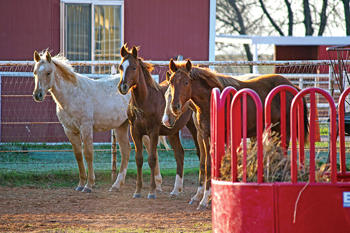 Young horses are more apt to develop stereotypies when brought into an unnatural environment than are older horses.