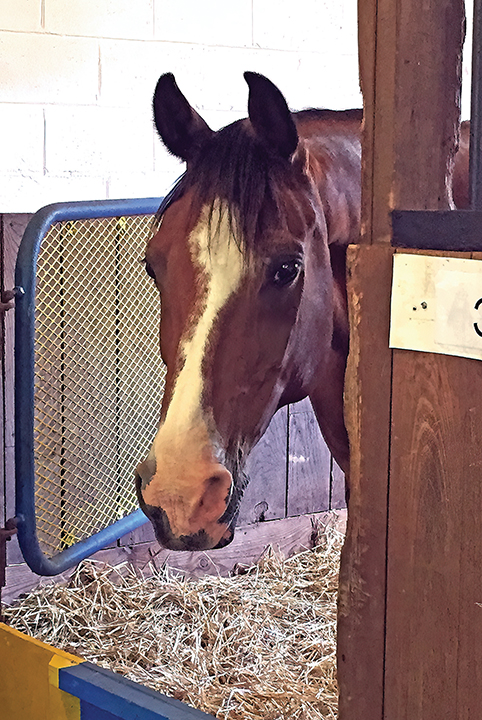 A weaver remains stationary but sways back and forth, shifting weight from one foreleg to the other, usually standing in the same place in his stall or fence corner in a paddock every time he does it.