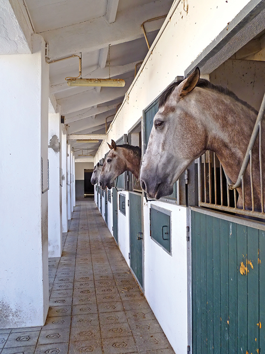 Horses in stall