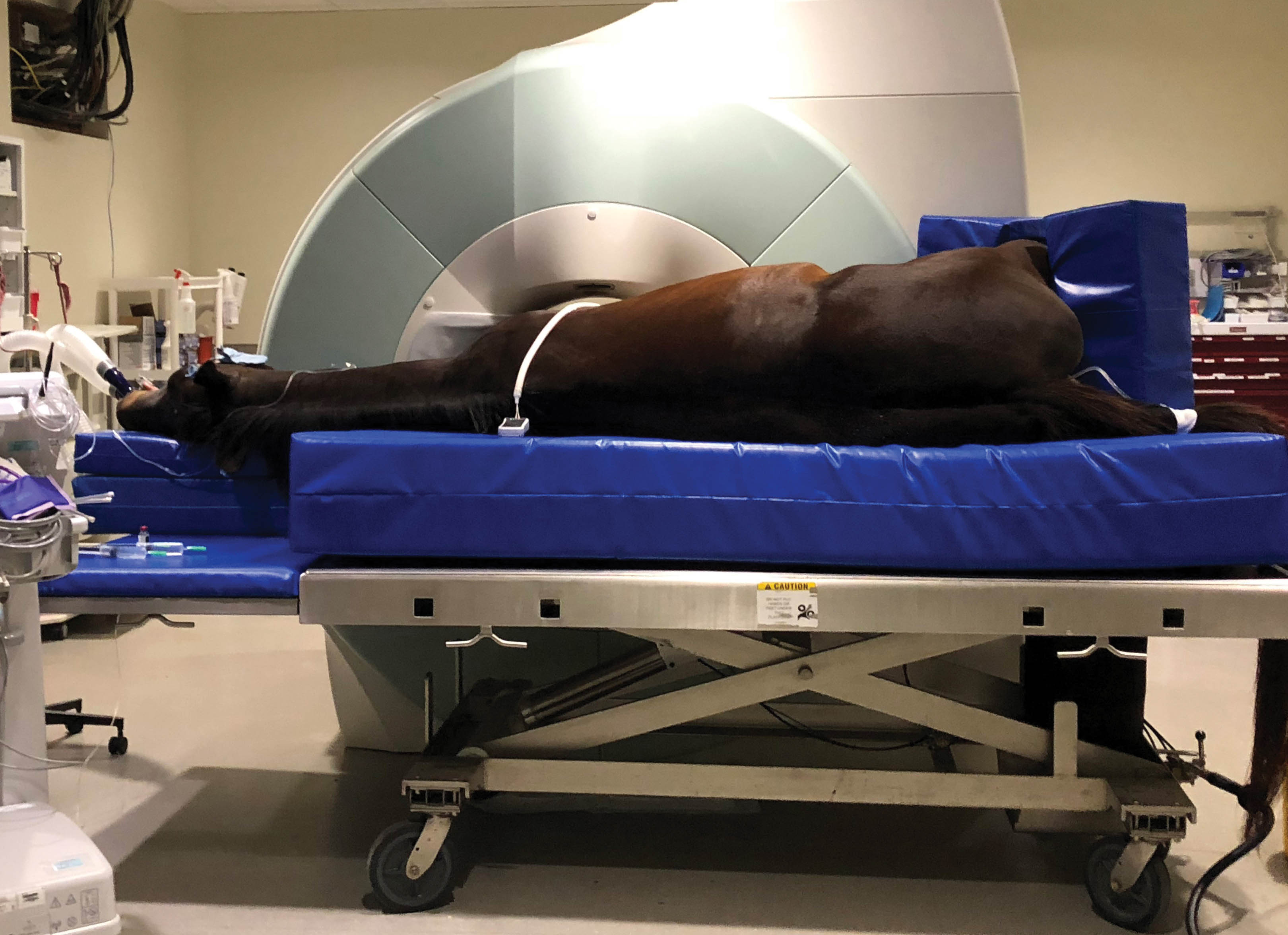 Horse MRI