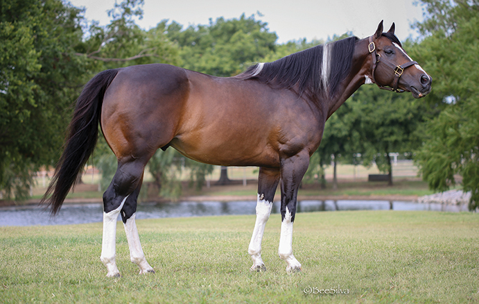 Dan and Kaye Jones also bred and own 2-Time World Champion CRM Livewire, who is the sire of Southern Electric.