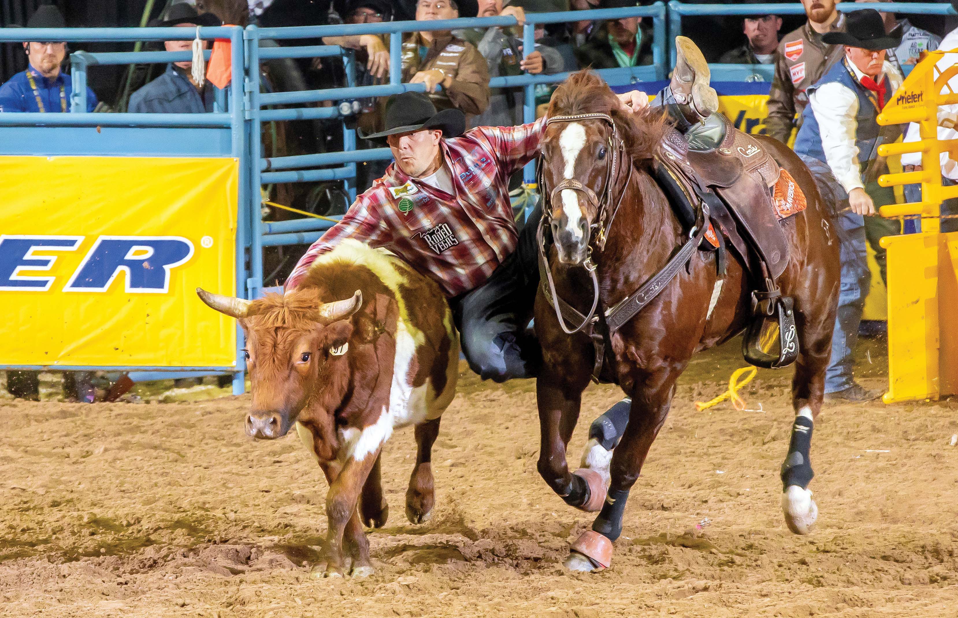 PRCA Steer Wrestling  and the American Quarter Horse are meant for each other. This event requires that burst of speed needed to win a race or, in this case, the race to the steer.